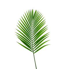 Tropical lush green leaf of palm tree isolated on transparent background, PNG 