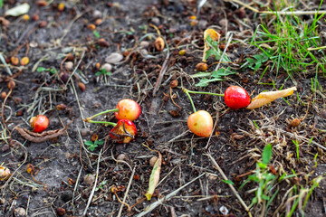 Cherry pecked by birds lies on the ground. Pests of the berry crop
