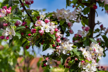 Apple tree branch with pink and white spring blossoms