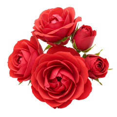 Bunch Or Bouquet Of Red Roses isolated on transparent background, PNG 