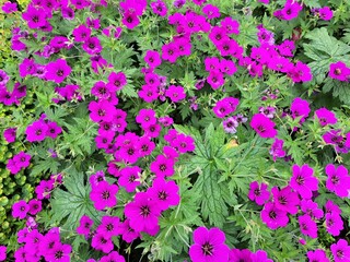Il bellissimo geranio dei Pirenei viola 