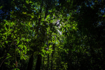 Delicate nature details: rough bark textures and vivid green foliage under golden sunlight in the pristine Brazilian forest