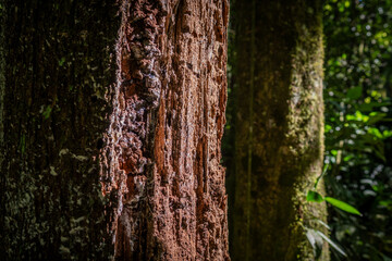 Delicate nature details: rough bark textures and vivid green foliage under golden sunlight in the pristine Brazilian forest