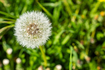 Naklejka premium Close-up of dandelion seed head on green meadow