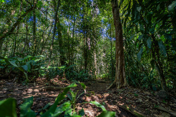 Organic beauty of the dense Atlantic Forest: textured tree bark, fresh green leaves, and soft filtered forest light