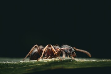 ant on leaf