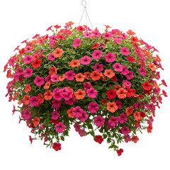 Hanging Basket of Colorful Petunia Flowers on Transparent Background

