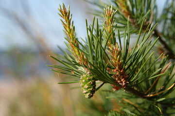Young Pine Cone on Branch in Natural Sunlight (Macro)