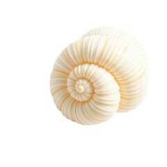 Close up of a white ramshorn snail shell isolated on black background macro on transparent background
