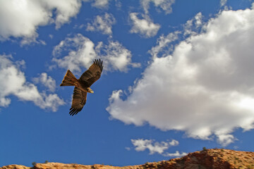 Buzzard flying at the Sky