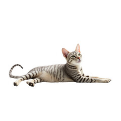 Fototapeta premium Silver tabby cat lying down looking up cute pet animal domestic feline friend on transparent background