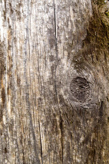 Close-up of weathered wooden surface texture