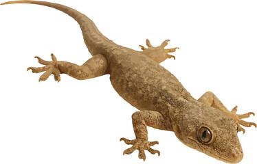 Naklejka premium house lizard,