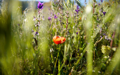 poppy flower among the grass