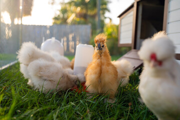 Young chicks in chicken coop with green grass on yard garden. Raising organic chicken on home backyard © bilanol