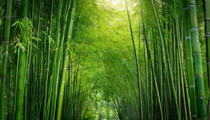 Fototapeta premium lush green bamboo background