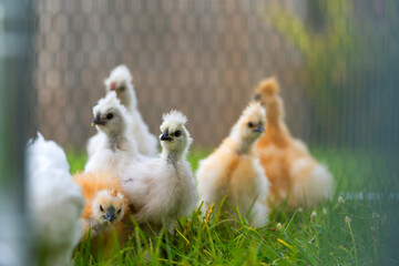 Young chicks in poultry hen house with green grass in backyard garden
