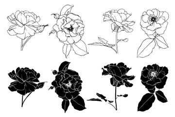 Sketch collection, silhouettes of rose flowers. Simple botanical elements. Vector graphics.