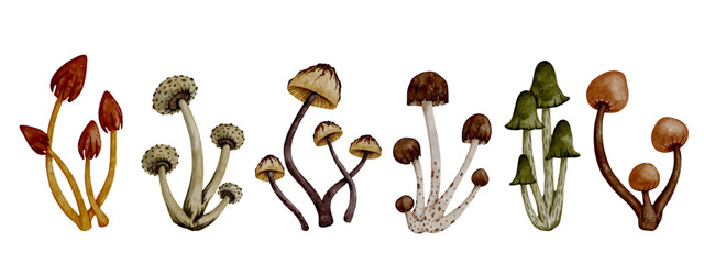 Collection of colorful forest mushrooms toadstools. Vector graphics.