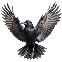 Fototapeta premium black crow with wings spread on white