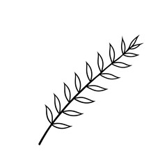 Black Line Sketch Acacia Leaves Botanical Branch line art