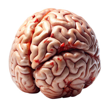 brain with bite marks on white