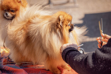 Fototapete bei efototapeten.de bestellen   