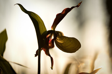 Rotbrauner  Frauenschuh (Cypripedium calceolus) im Gegenlicht