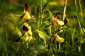 Rotbrauner  Frauenschuh (Cypripedium calceolus)