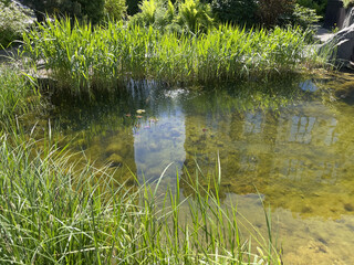 Tranquil Pond with Clear Water and Water Lilies.Peaceful natural pond with crystal-clear water and blooming water lilies floating on the surface. 
