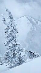 A snow covered tree stands tall against a backdrop of a snow covered mountain and cloudy sky view