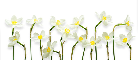 Freigestellte Osterglocken die am unteren Rand des Bilder verteilt sind. Geeignet f&uuml;r Gru&szlig;karten.