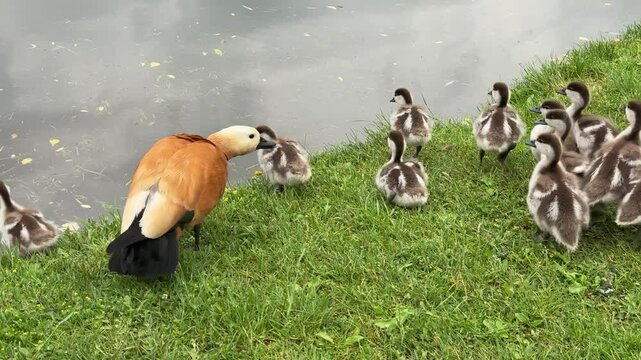 Mother Ruddy shelduck with her small ducklings on lake in the summer. Small ducklings learn to swim and dive to get food from the bottom of the pond in summer season.
