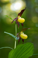 Rotbrauner  Frauenschuh (Cypripedium calceolus)