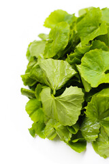 Fresh gotu kola leaves, a traditional herb used to reduce inflammation and support circulation.