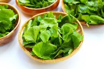 Gotu kola, fresh green leaves