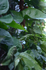 Parede com plantas trepadeiras de singônio. Folhas da planta cabeça de flecha desabrochando e crescendo sobre parede de prédio