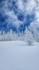 A snowy landscape featuring frosted trees under a blue sky with scattered white clouds on a winter day