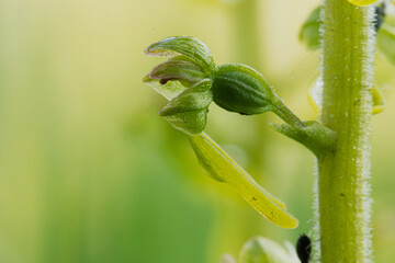B&ouml;&uuml;te des  Gro&szlig;en Zweiblattes (Neottia ovata)