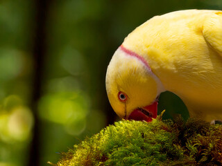 Yellow Ring-necked Parakeet, Psittacula krameri, sitting on a branch with the sky in the background. Wild birds.