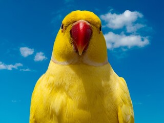 Yellow Ring-necked Parakeet, Psittacula krameri, sitting on a branch with the sky in the background. Wild birds.