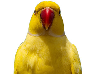Yellow Ring-necked Parakeet, Psittacula krameri, sitting on a branch with the sky in the background. Wild birds.