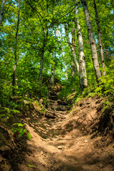 Obraz premium a photograph of a steep forest path winding uphill. woodland nature trail landscape background. journey, challenge, or adventure concept