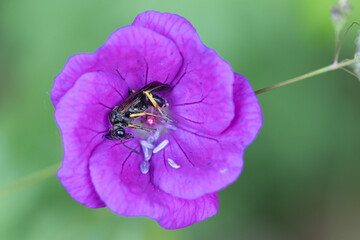 Eine solitär lebende Biene schläft in der Blüte des Blutstrorchschnabel (Geranium sanguineum)
