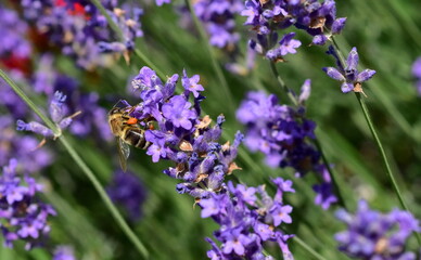 Biene auf blühendem Lavendel
