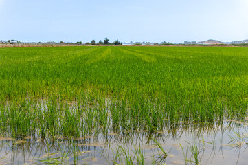 Ancestral Agriculture: Water and Rice in Perfect Harmony.