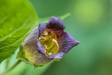 Blüte der Tollkirsche (Atropa belladonna)