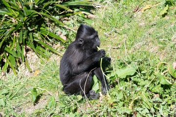 Photo of a baby Sulewesi crested macaque (macaca nigra) eating vegetation