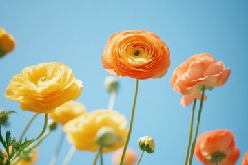 orange and yellow ranunculus flowers against a clear blue sky Generative AI