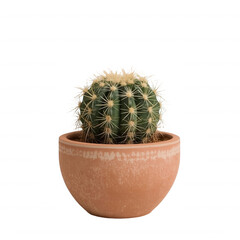 Buy cactus online potted plant small cactus houseplant desert plant succulent on transparent background